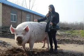 中国猪王：重2200斤，享有佛门法号，去世后当地人为其造雕像供奉图片