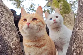 拍猫心得：又是一组可爱的猫片，如何用手机在苏州园林里给猫拍照图片