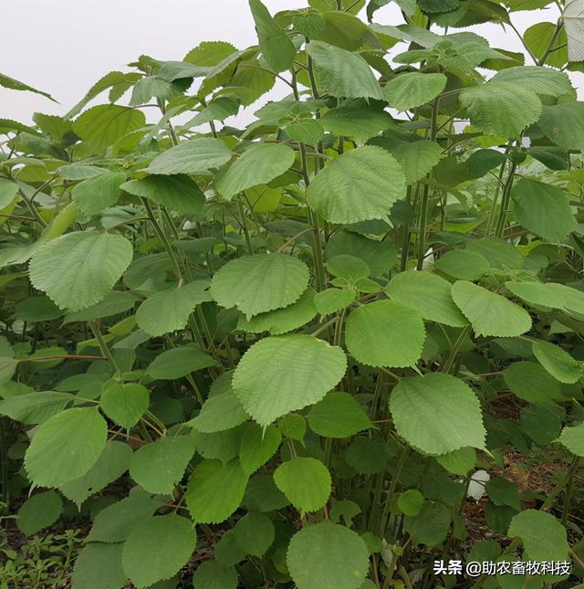 南方养猪种植什么牧草好？猪场为什么推荐种植牧草？