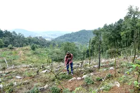 河南女汉子，石头缝里开荒百亩山地搞种植，曾因没生儿子被赶出家图片