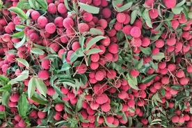 吃太多荔枝致10人死亡？20多年前轰动广西的荔枝病，是真是假？图片