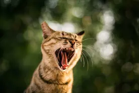 母猫交配后为什么会转头攻击雄性？图片