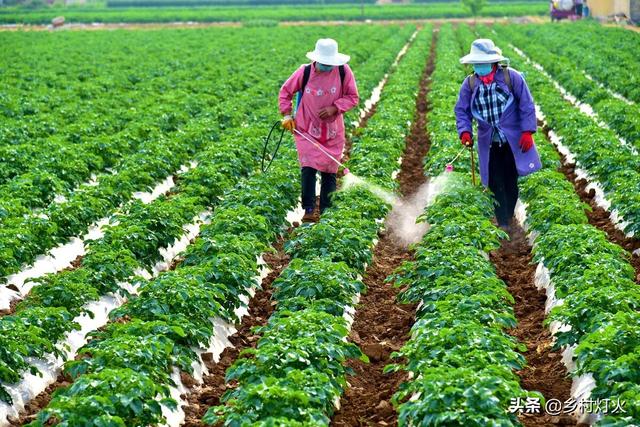 什么是氨基酸叶面肥？它的具体作用是什么？