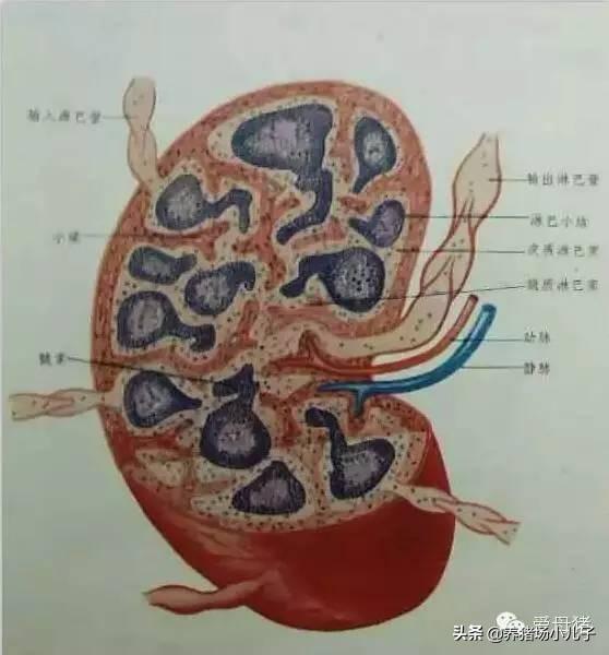 《干货》你吃过猪肉,不一定见过最全生猪结构,养猪人必收藏