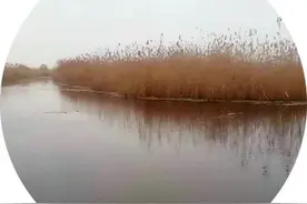 船行芦苇荡（刘春荣文）图片