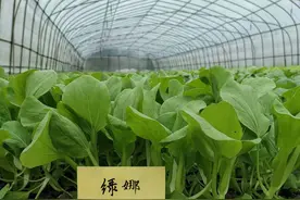 耐热小白菜新品种！高温多雨等恶劣环境下，也能正常生长的小白菜图片