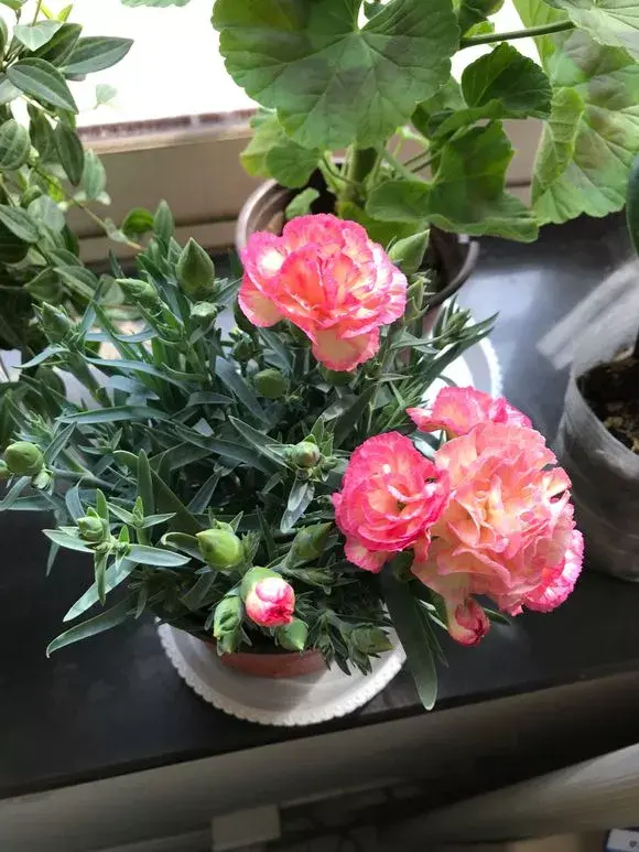 康乃馨注意5点，枝繁叶茂，花朵稠密，四季开花不断，美翻天