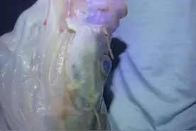 26斤！小伙钓起西江“翘嘴鱼王”，网友：中看不中用，肉老难吃图片