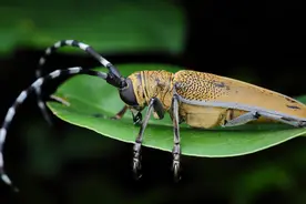 “闭关”3年修的正果，天牛幼虫是如何在树心渡过孤独的三年的？图片