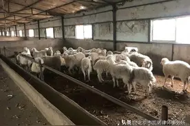 自家耕地能不能建养殖场？属不属于违法建筑？图片