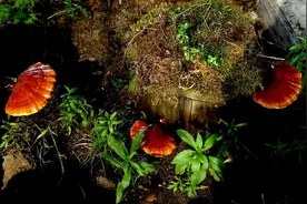 长白山第一村！这里的人参、灵芝、木耳都能采啦~图片