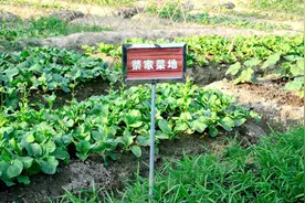 我的地盘你做主，圈快小地做地主图片