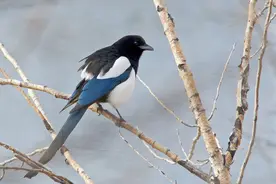 庄稼被鸟糟蹋很烦恼？治理鸟害有妙招，这样东西还可以赶鸟图片