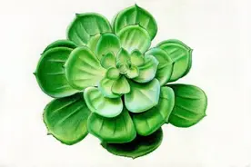 彩铅——绿色的多肉图片