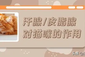 猫咪也有汗臭味儿吗？爱闻人类出汗的腋下又是为什么？图片