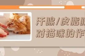 猫咪也有汗臭味儿吗？爱闻人类出汗的腋下又是为什么？图片