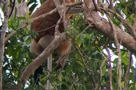 一生放荡不羁爱自由的长鼻猴图片