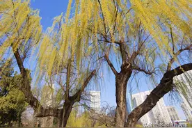 大连市劳动公园之春图片