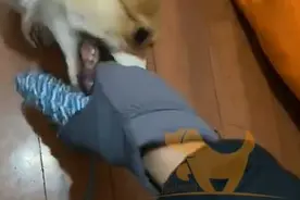 柯基爱咬人手脚，主人被咬怕了，戴上手套才敢陪狗狗玩图片