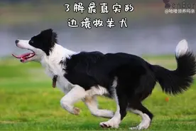 为什么智商第一的边牧不能成为导盲犬？边牧：养我附赠健身套餐哦图片
