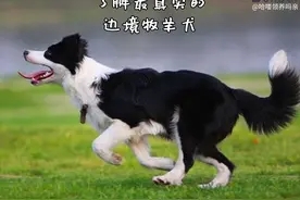 为什么智商第一的边牧不能成为导盲犬？边牧：养我附赠健身套餐哦图片