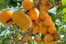 娘，您老吃杏吧……图片