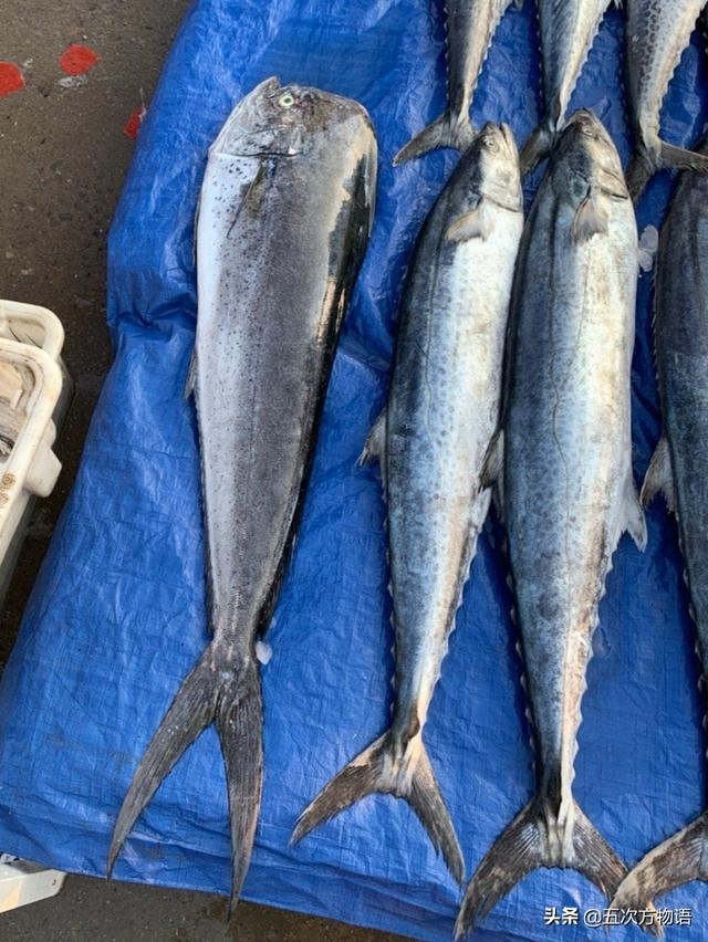 花马胶鱼 花胶鱼和马胶鱼的区别