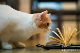 搞笑段子：爸爸在做炒饭，儿子也在旁边有样学样图片