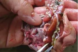 野生鲫鱼肚子里惊现不明蠕动物，专家：看见像面条的条虫不要吃图片