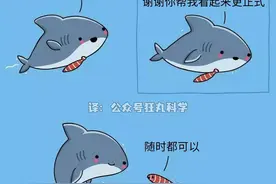 小鲨鱼和朋友们的温馨日常，海洋主题治愈漫画集图片