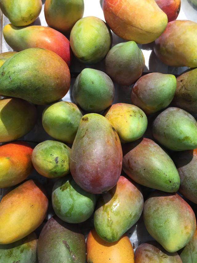 海南的水果上市时间表你知道有什么水果吗？