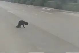 狗坚强！运城一狗狗半身被碾，拖残躯生活三个月图片