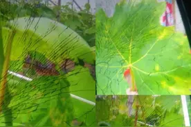 我家的葡萄，咋比人家的发芽迟，咋回事？图片