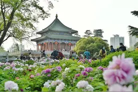我在西安等你 | 刷爆朋友圈 “春色”太撩人~图片