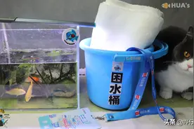 辟谣！换水不洗棉，洗棉不换水？详解鱼缸换水和洗棉之间的罗生门图片