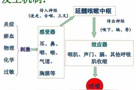 普照医生：人为什么会咳嗽和咳痰，看完这篇健康科普就清楚了图片