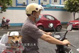 为保骑行安全 大爷给爱犬戴上自制头盔图片