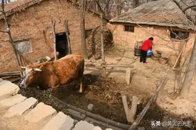 河南农村大妈用冬藏雪水养“宠物”，说珍贵但不花钱，啥情况图片