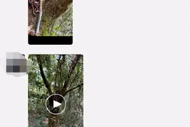 “过山峰！吞到一半了！”广西一驴友拍下蛇吃蛇画面图片