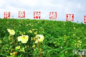 青庄坝区:金花朵朵开 村民日日忙图片