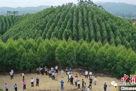 桉树是“抽水机”“吸肥器”“毒气树”？广西林业部门回复多个质疑！图片