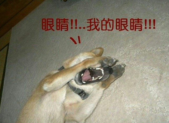 辟谣，狗狗夜间看不见只能靠听声音？并非如此，狗眼夜间还能发光