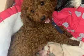 家里泰迪生了崽，可我却不高兴，现在就想知道是谁干的图片