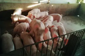 夏季仔猪易发的几种拉稀图片