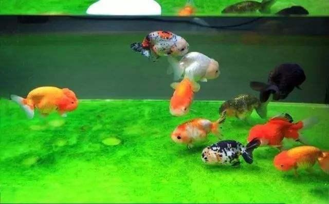 鲤鱼鳞片炸开
