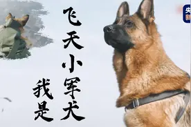 狗狗都“上天”了！空降犬跟兵哥哥高空跳伞图片
