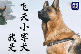 狗狗都“上天”了！空降犬跟兵哥哥高空跳伞图片