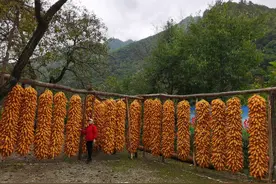 2020自驾秋游Day4：核桃坪|傥骆道上领略关中乡村风情图片