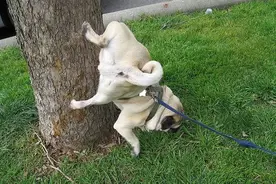 为获取交配权，短腿的狗子苦练“倒立撒尿”技能图片