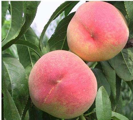 清华学霸理综292分，他说学好理综只需要记这些口诀！